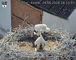 Capi_Dubne_20260624_181003.jpg