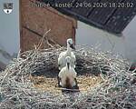 Capi_Dubne_20260624_182002.jpg