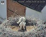 Capi_Dubne_20260624_182504.jpg