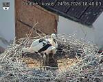 Capi_Dubne_20260624_184003.jpg