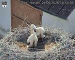 Capi_Dubne_20260624_185004.jpg