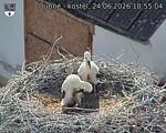 Capi_Dubne_20260624_185504.jpg
