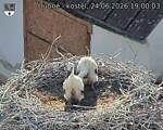 Capi_Dubne_20260624_190003.jpg