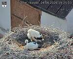 Capi_Dubne_20260624_192503.jpg