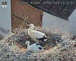 Capi_Dubne_20260624_193003.jpg