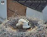 Capi_Dubne_20260624_193504.jpg