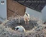 Capi_Dubne_20260624_195503.jpg