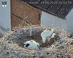 Capi_Dubne_20260624_200004.jpg