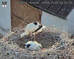 Capi_Dubne_20260624_200504.jpg