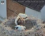 Capi_Dubne_20260624_201004.jpg
