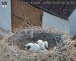 Capi_Dubne_20260624_203004.jpg