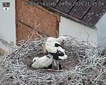 Capi_Dubne_20260624_210504.jpg