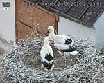 Capi_Dubne_20260624_212502.jpg