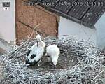 Capi_Dubne_20260624_213003.jpg