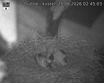Capi_Dubne_20260625_024503.jpg
