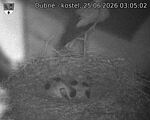 Capi_Dubne_20260625_030502.jpg