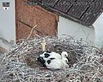 Capi_Dubne_20260625_045003.jpg