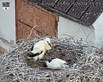 Capi_Dubne_20260625_045503.jpg