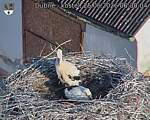 Capi_Dubne_20260625_063004.jpg