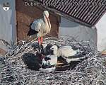 Capi_Dubne_20260625_070504.jpg