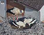 Capi_Dubne_20260625_071003.jpg