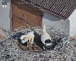 Capi_Dubne_20260625_072504.jpg