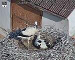Capi_Dubne_20260625_074504.jpg