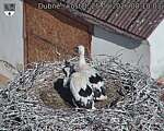 Capi_Dubne_20260625_081003.jpg