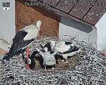 Capi_Dubne_20260625_084004.jpg