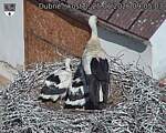 Capi_Dubne_20260625_090503.jpg