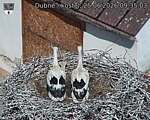 Capi_Dubne_20260625_093503.jpg