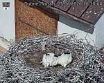 Capi_Dubne_20260625_103004.jpg