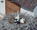 Capi_Dubne_20260625_105504.jpg