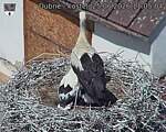 Capi_Dubne_20260625_110504.jpg