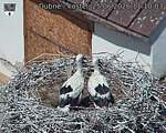 Capi_Dubne_20260625_111003.jpg