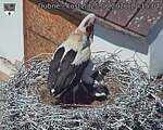 Capi_Dubne_20260625_111504.jpg