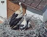 Capi_Dubne_20260625_112003.jpg