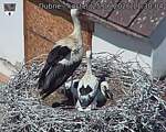 Capi_Dubne_20260625_113004.jpg