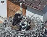 Capi_Dubne_20260625_113503.jpg