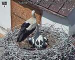 Capi_Dubne_20260625_114503.jpg