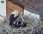 Capi_Dubne_20260625_120003.jpg