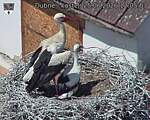 Capi_Dubne_20260625_120503.jpg
