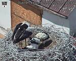 Capi_Dubne_20260625_124004.jpg