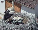 Capi_Dubne_20260625_130003.jpg
