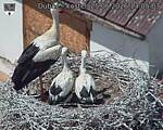 Capi_Dubne_20260625_130503.jpg