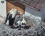 Capi_Dubne_20260625_131002.jpg