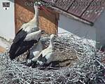 Capi_Dubne_20260625_131503.jpg