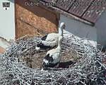 Capi_Dubne_20260625_132003.jpg