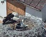Capi_Dubne_20260625_132503.jpg