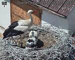 Capi_Dubne_20260625_133003.jpg